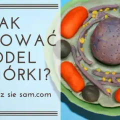 Jak wykonać model komórki roślinnej – proste kroki i materiały
