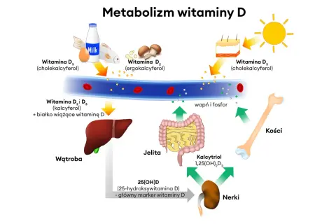 Ilustracja przedstawia metabolizm witaminy D, z zaznaczonymi źródłami, wątrobą, nerkami, jelitami i kośćmi.