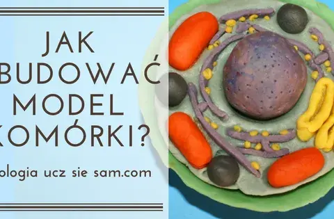 Jak wykonać model komórki roślinnej – proste kroki i materiały