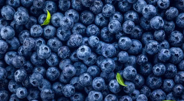Mnóstwo soczystych borówek amerykańskich, idealnych na zdrową przekąskę. Niska zawartość borówka amerykańska kcal sprawia, że są świetnym wyborem.
